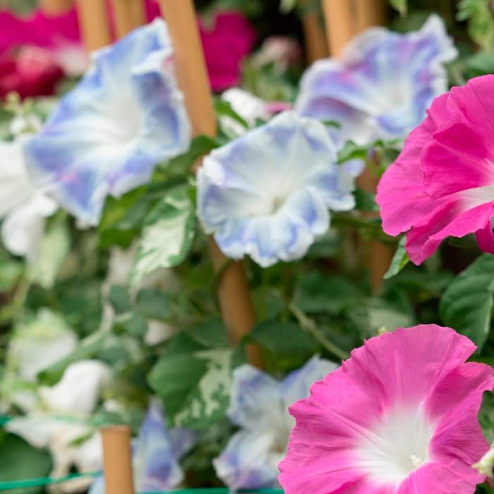 Насіння іпомеї «Райська альтанка»