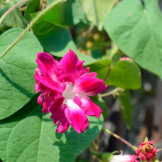 Насіння іпомеї «Серенада»