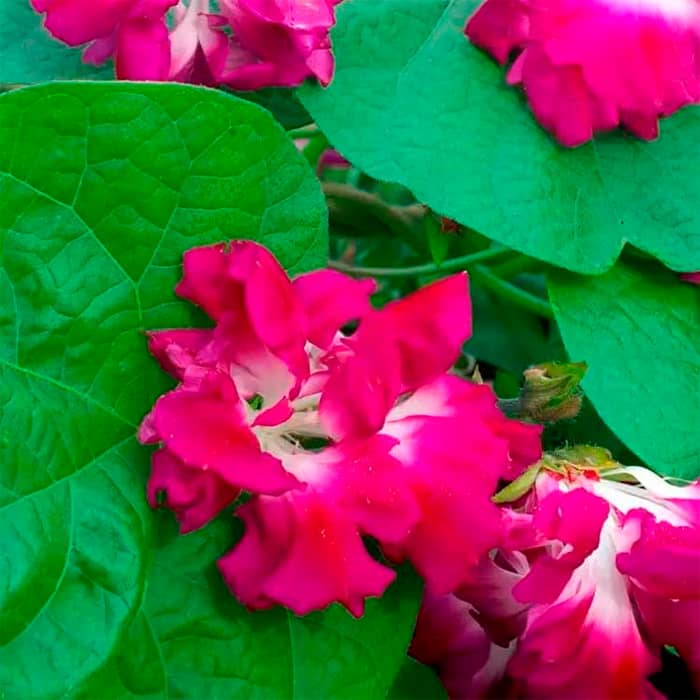 Насіння іпомеї «Серенада»