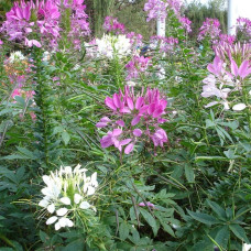 Насіння клеоми «Кольоровий фонтан»