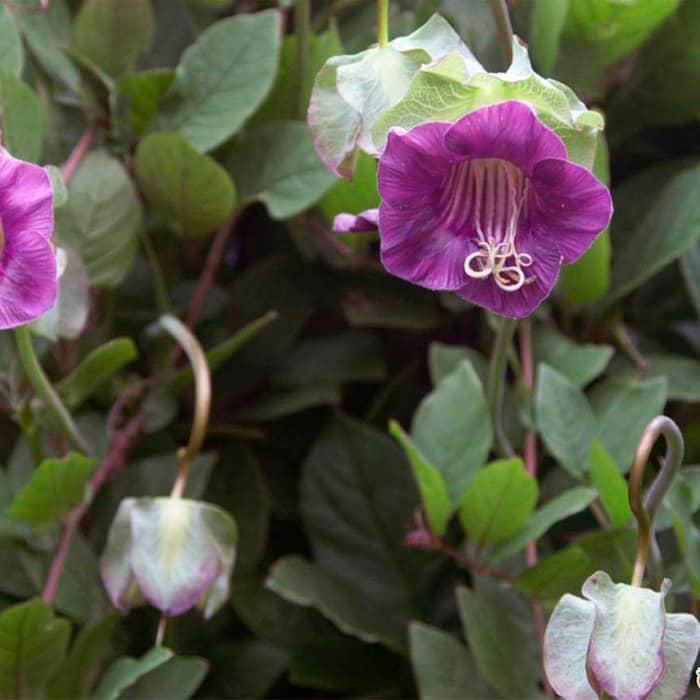 Насіння кобеї «Кафедральні дзвони» фіолетової