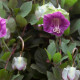 Насіння кобеї «Кафедральні дзвони» фіолетової