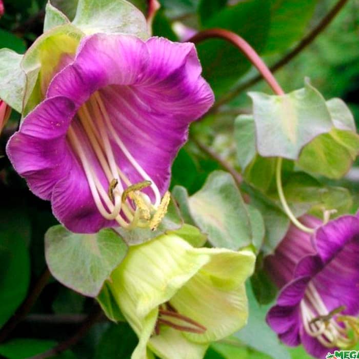 Насіння кобеї «Кафедральні дзвони» фіолетової