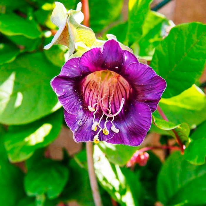 Насіння кобеї «Кафедральні дзвони» фіолетової