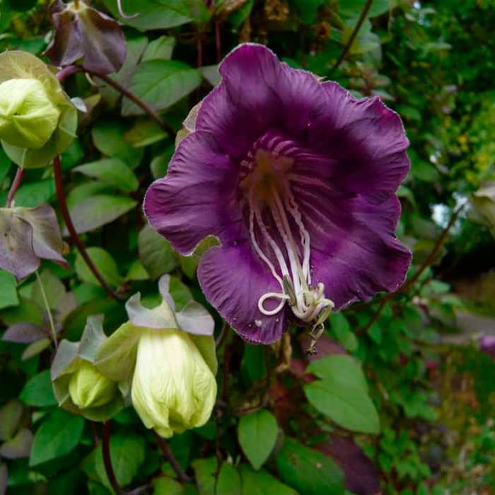 Насіння кобеї «Кафедральні дзвони» фіолетової