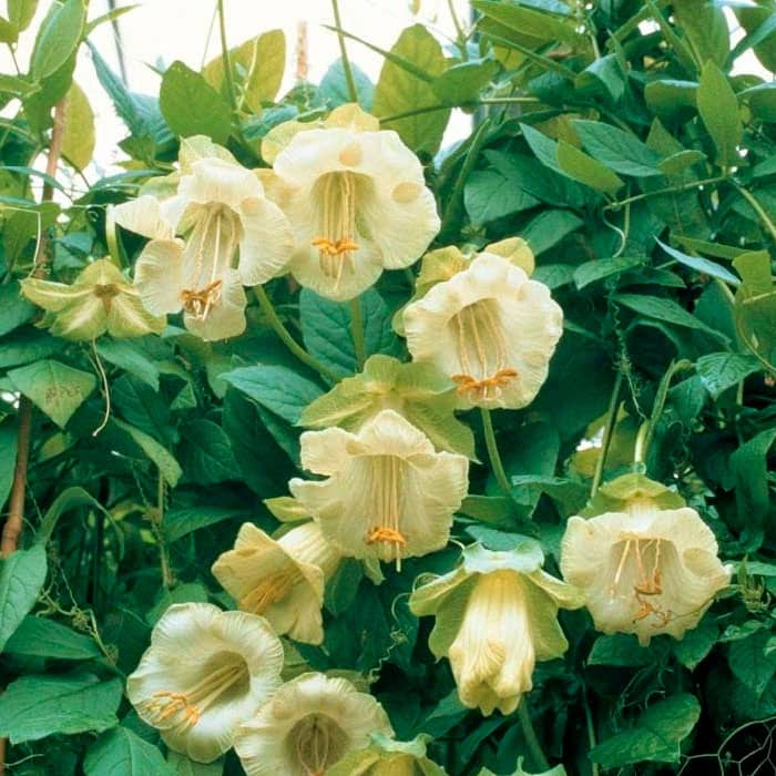 Насіння кобеї «Винно-біле»