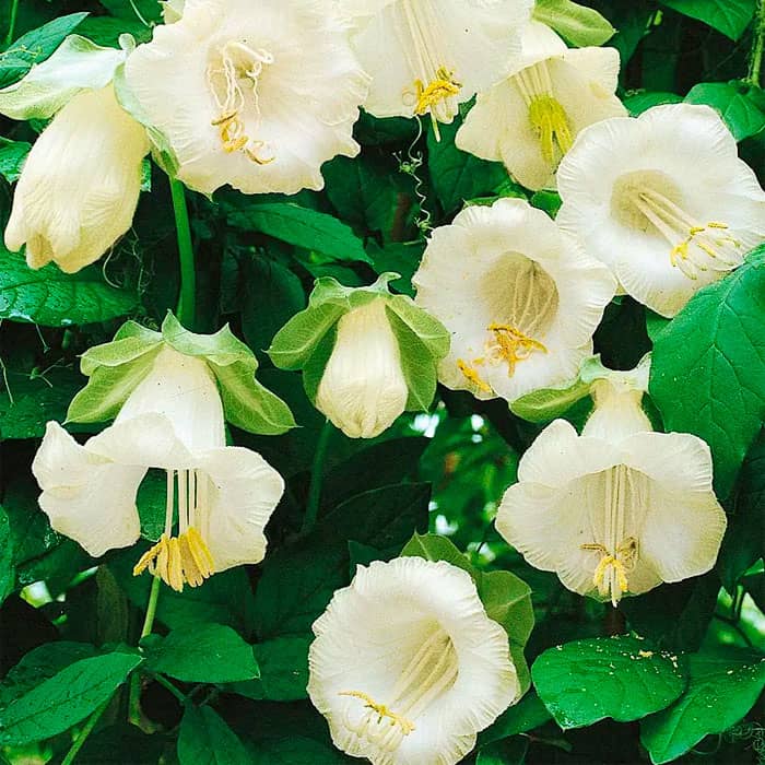 Насіння кобеї «Винно-біле»