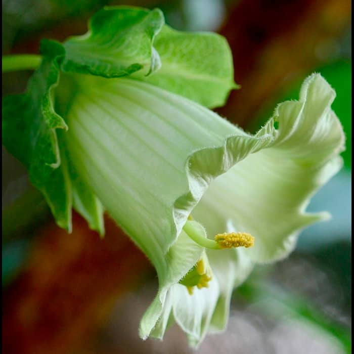 Насіння кобеї «Винно-біле»