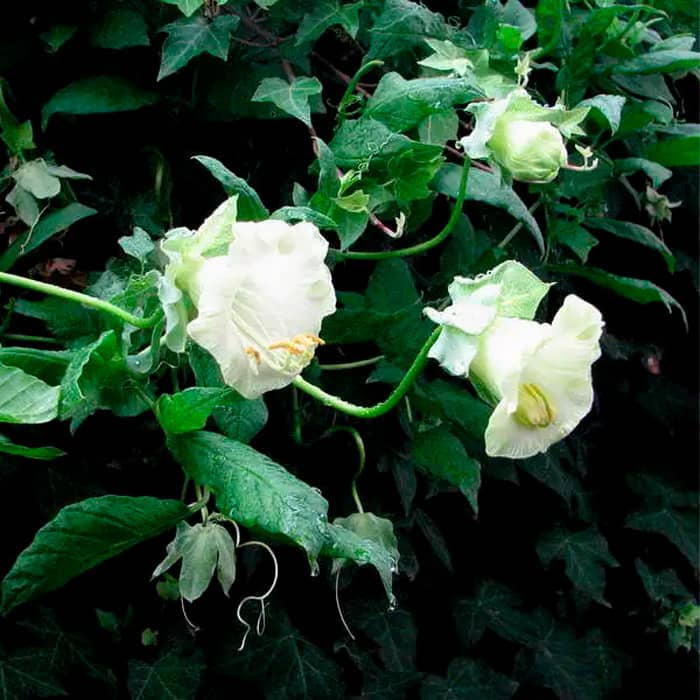 Насіння кобеї «Винно-біле»