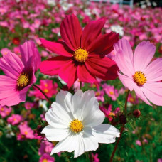 Насіння космеї махрової