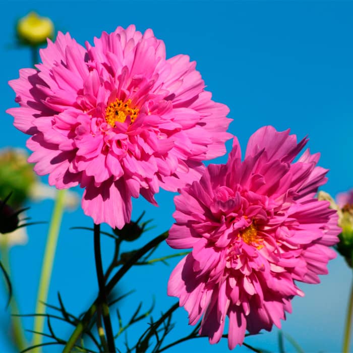 Насіння космеї махрової