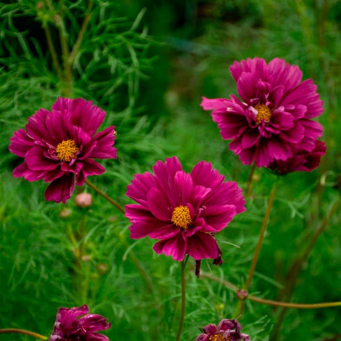 Насіння космеї махрової