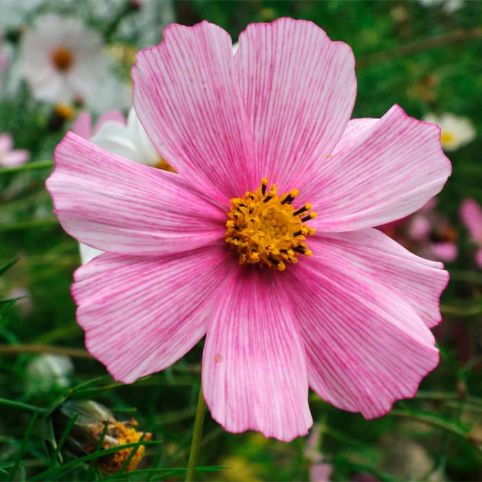 Насіння космеї махрової