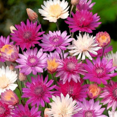 Насіння ксерантемума «Перламутровий букет»