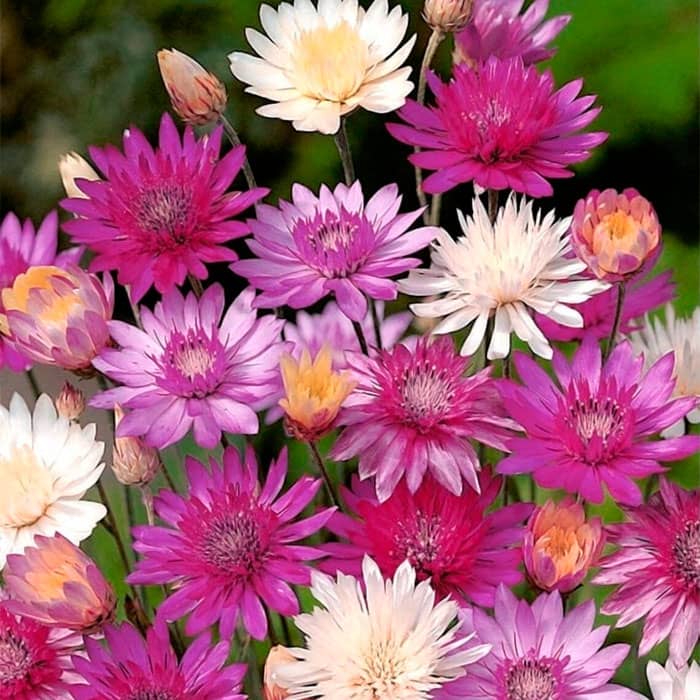 Насіння ксерантемума «Перламутровий букет»