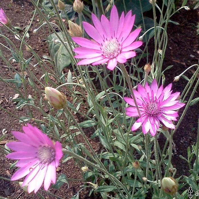 Насіння ксерантемума «Перламутровий букет»