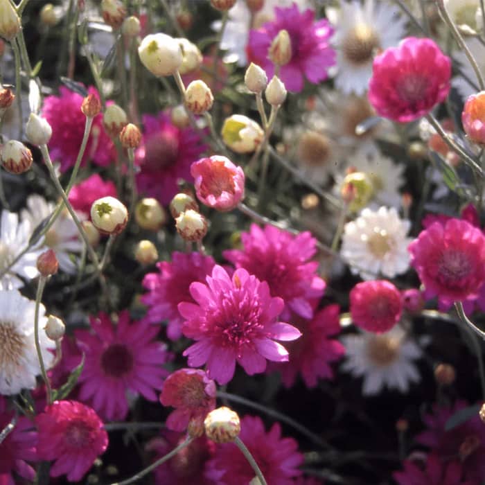 Насіння ксерантемума «Перламутровий букет»