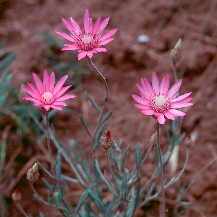 Насіння ксерантемума «Перламутровий букет»