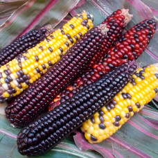 Насіння декоративної кукурудзи «Амеро»