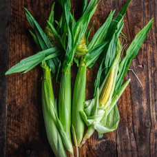 Насіння кукурудзи «Бебі корн»