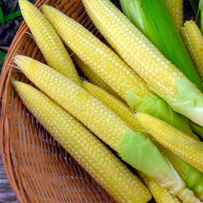 Насіння кукурудзи «Бебі корн»