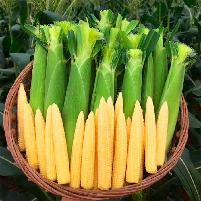 Насіння кукурудзи «Бебі корн»