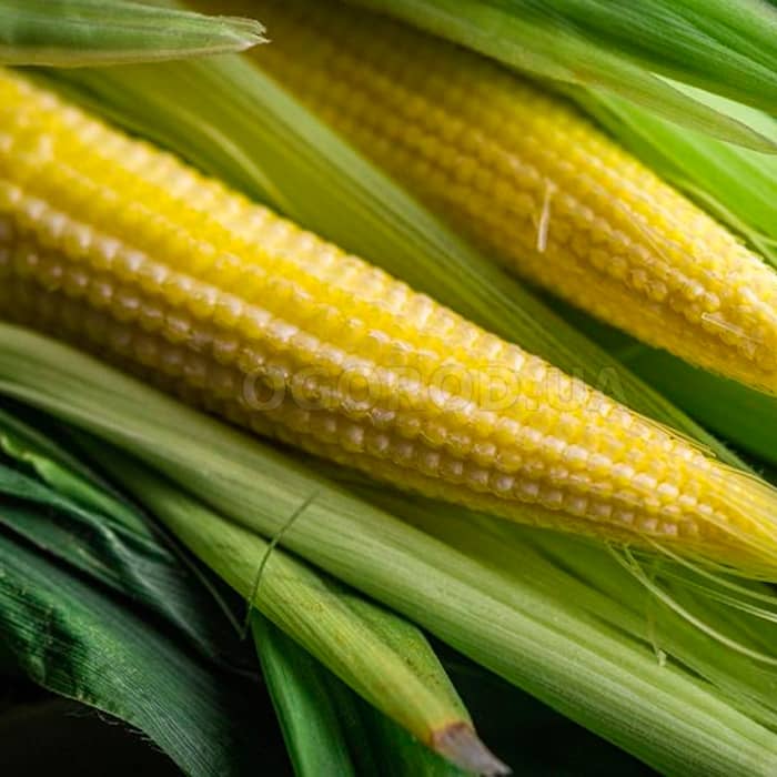 Насіння кукурудзи «Бебі корн»