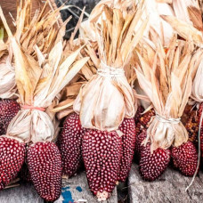 Насіння кукурудзи суничної