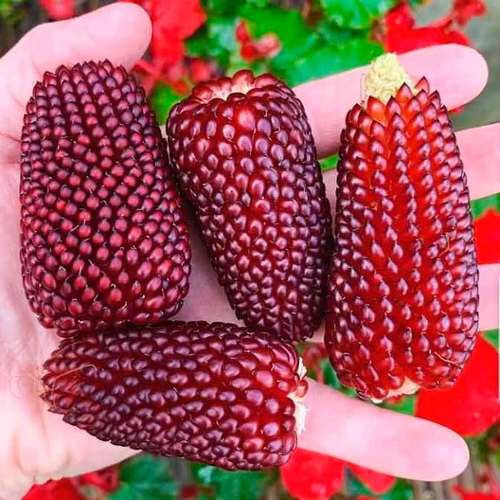 Насіння кукурудзи суничної