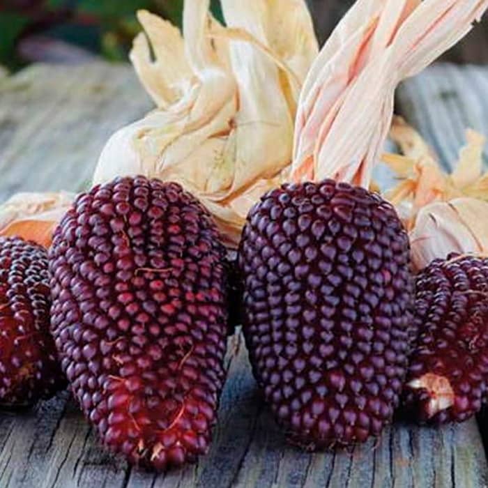 Насіння кукурудзи суничної