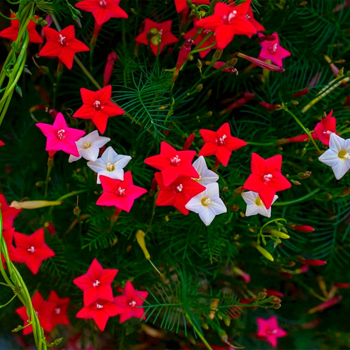 Насіння квамокліту «Бал квітів»