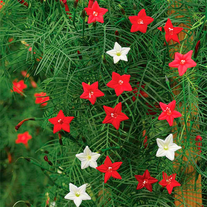 Насіння квамокліту «Бал квітів»