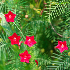 Насіння квамокліту «Кардинал Клімбер» червоного