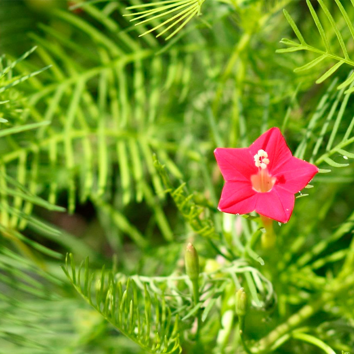 Насіння квамокліту «Кардинал Клімбер» червоного