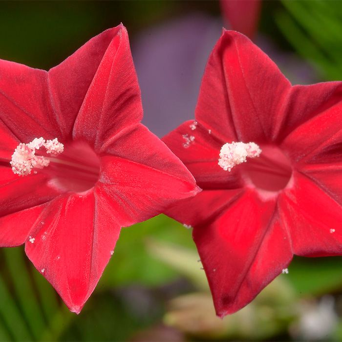 Насіння квамокліту «Кардинал Клімбер» червоного