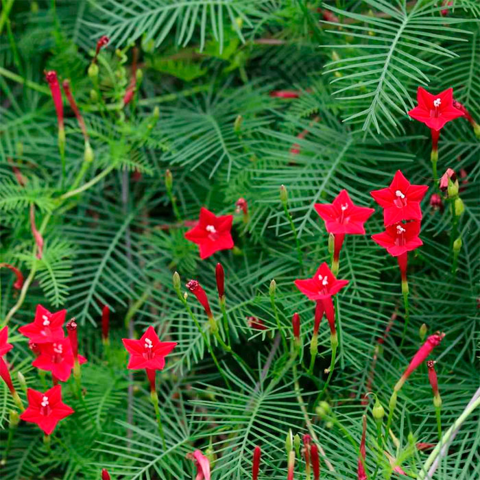 Насіння квамокліту «Кардинал Клімбер» червоного