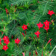 Насіння квамокліту «Кардинал Клімбер» червоного