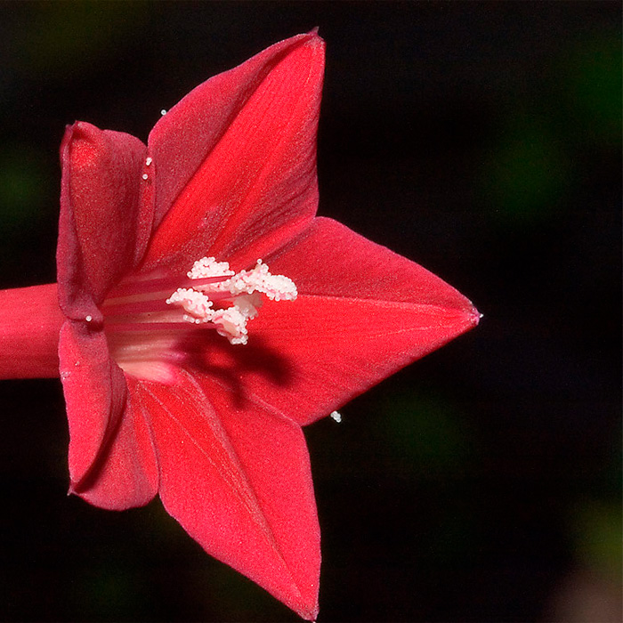 Насіння квамокліту «Кардинал Клімбер» червоного