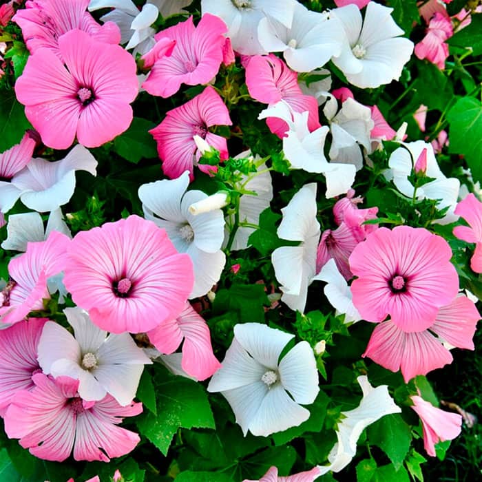 Насіння лаватери «Срібний келих»