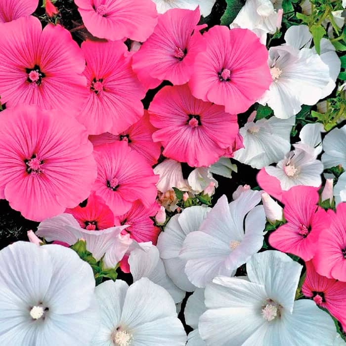 Насіння лаватери «Срібний келих»