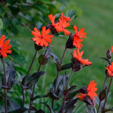 Насіння ліхнісу «Везувий»