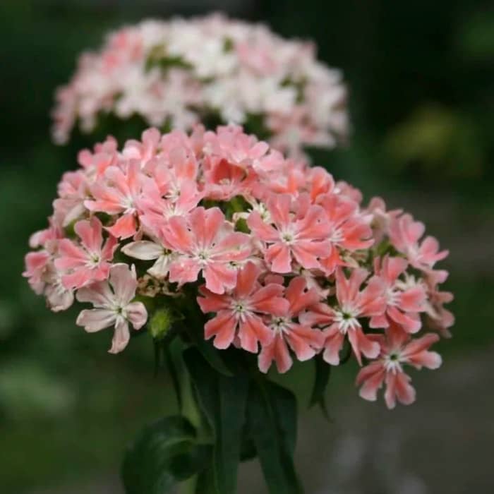 Насіння ліхнісу «Везувий»