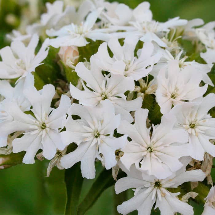 Насіння ліхнісу «Везувий»