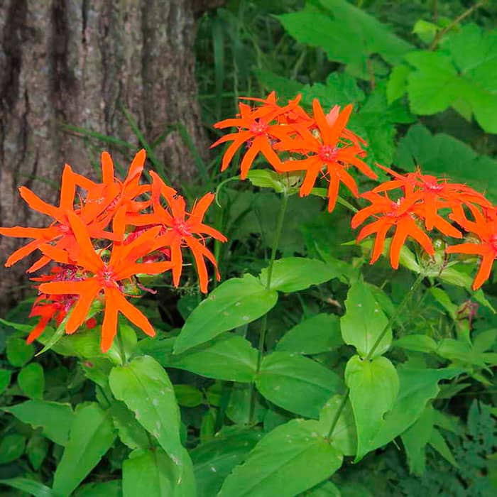 Насіння ліхнісу «Везувий»