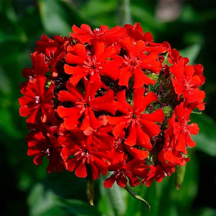 Насіння ліхнісу «Везувий»