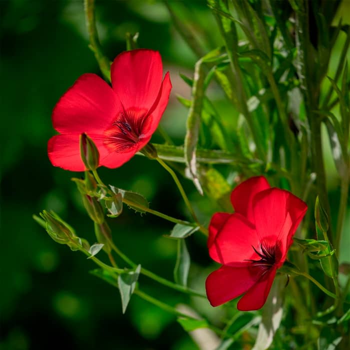 Насіння льону «Червона шапочка»