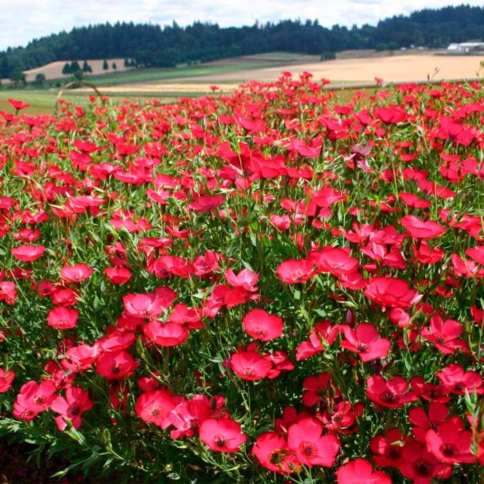 Насіння льону «Червона шапочка»