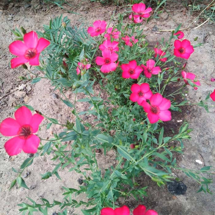 Насіння льону «Червона шапочка»