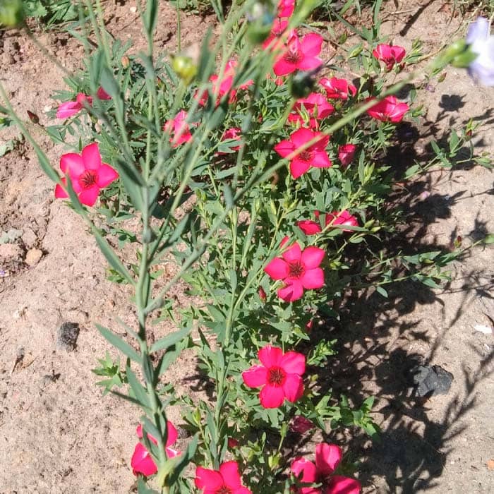 Насіння льону «Червона шапочка»