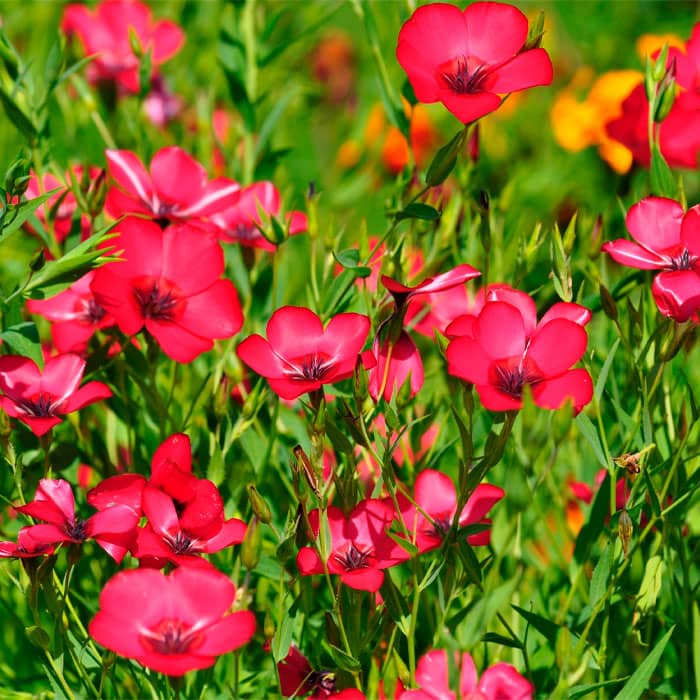 Насіння льону «Червона шапочка»